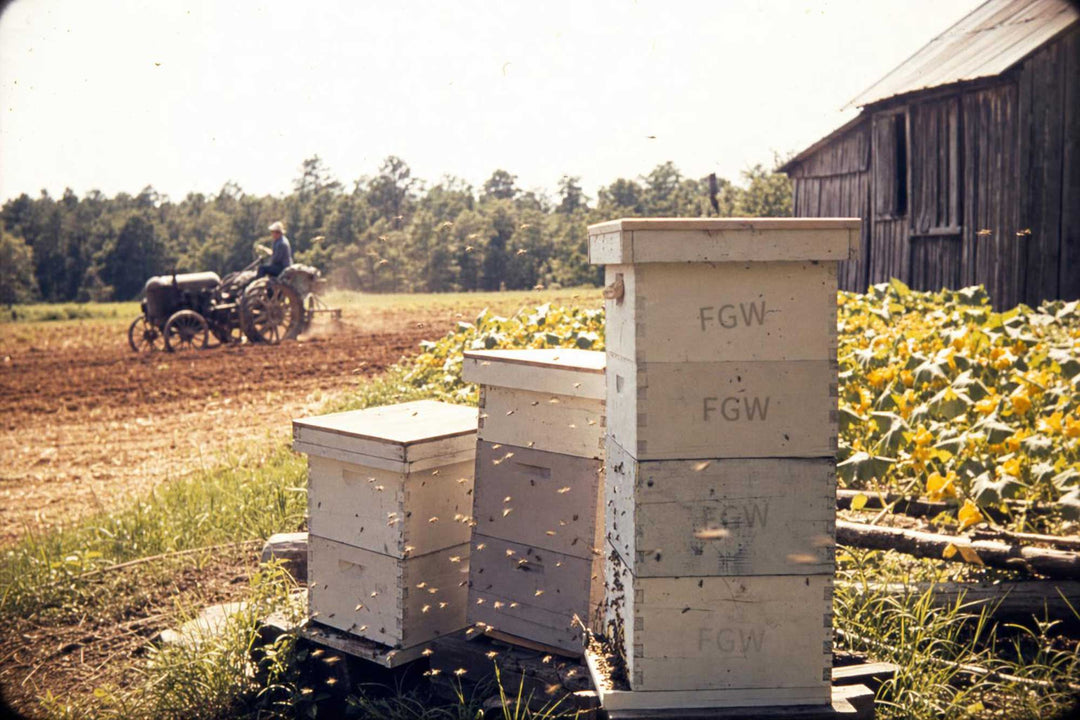 The Honey Lover's Collection